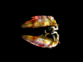   Reef squid its reflection surface Canon G9 Ikelite housing DS160 strobe  